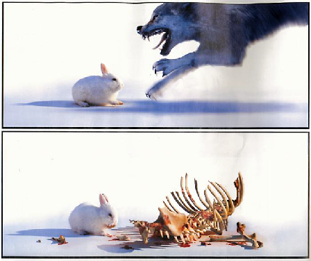 wp4f927733.png